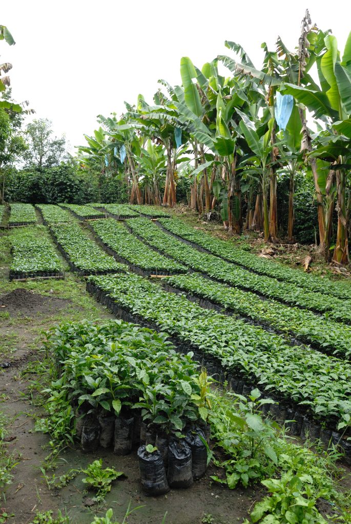 Coffee seedlings, cerca a Armenia